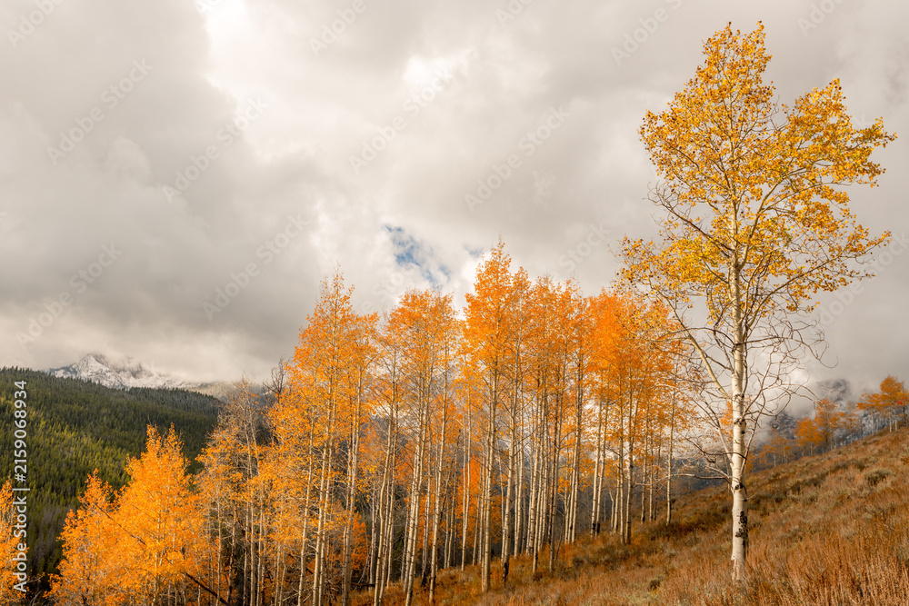 Fototapeta premium Beautiful yellow Aspan trees and stormy sky