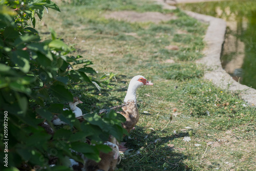 Obraz na plátně A brown and white Muscovy duck stands near a pond, surrounded by green grass and bushes