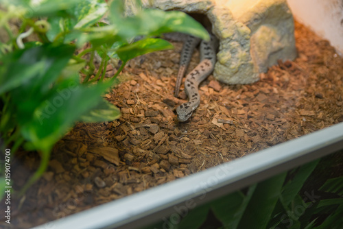 Obraz na plátně A small gray snake is resting on the substrate inside a terrarium