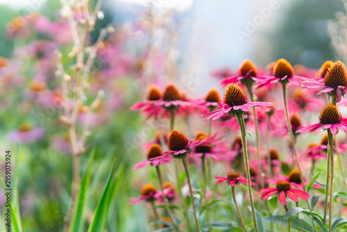 Bild auf Leinwand Pink coneflower echinacea flowers blooming in summer garden, herbal medicine and