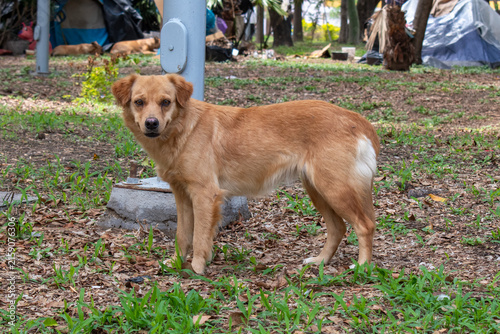 Brown dog looking straight at the camera while standing on green grass at Parque Morelos in Guadalajara, Mexico