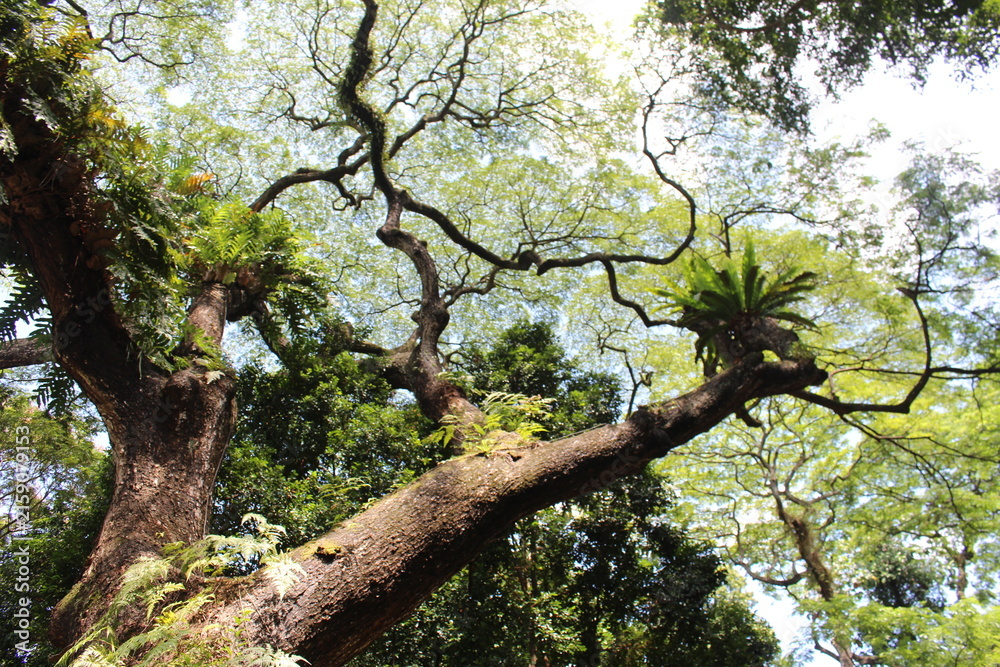 Fototapeta premium Giant tree. 
