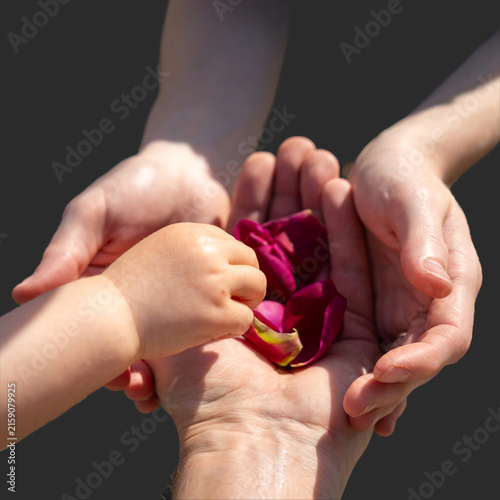 Quadro su tela A child's hand gently picking a dark pink rose petal from the cupped hands of parents