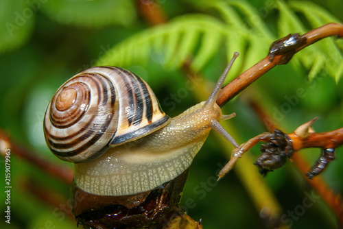 Fotografía Macro photography of a striped snail climbing on a plant branch with green fern background