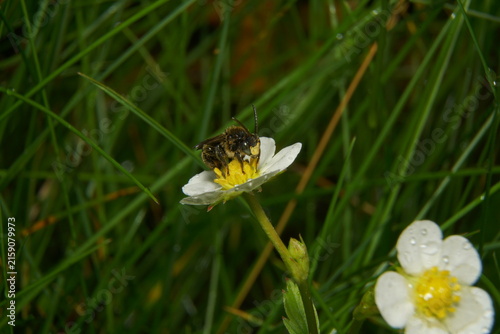 A solitary mining bee foraging on a white wild strawberry flower surrounded by green grass.