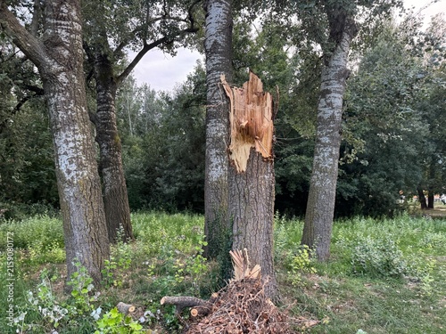 Bild auf Leinwand Broken Poplar Tree Trunk with Storm Damage in Park