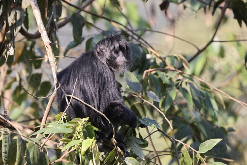 Canvastavla East Javan langur (Trachypithecus auratus), also known as the ebony lutung, Javan langur or Javan lutung, is an Old World monkey from the Colobinae subfamily