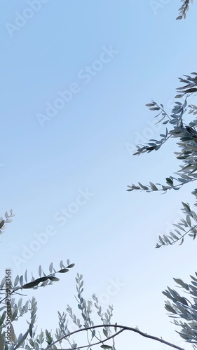 Serene vertical shot featuring the delicate branches and silvery-green foliage of an olive tree swaying gently against a clear, pale blue sky