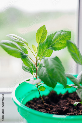 Small green apple saplings in flower pots on the windowsill.