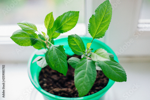 Small green apple saplings in flower pots on the windowsill.