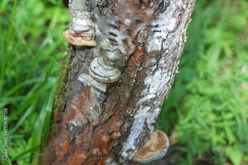 Bracket Fungi Growing on a Tree Trunk in the Forest