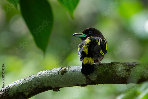 Banded Broadbill (Eurylaimus javanicus) perch on tree