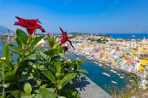 Piękny kwiat na tle panoramy Marina di Corricella na wyspie Procida, Włochy.