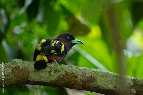 Banded Broadbill (Eurylaimus javanicus) perch on tree