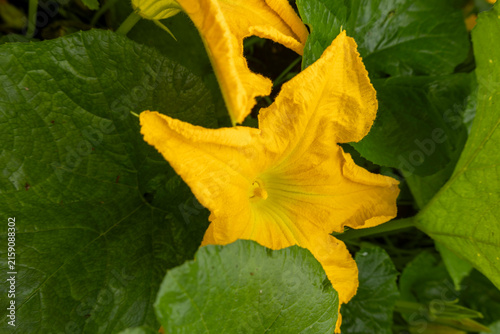 Canvastavla Male Squash Blossom Showing Bright Yellow Petals In Garden Growth