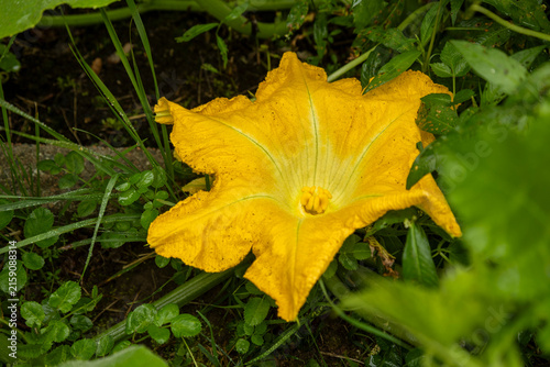 Canvastavla Female Pumpkin Blossom Showing Bright Yellow Petals In Garden Growth