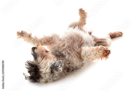 Obraz na plátně old tibetan terrier