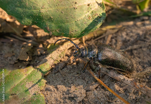 Canvastavla Macro photo of a Prionus coriarius beetle walking on the ground outdoors