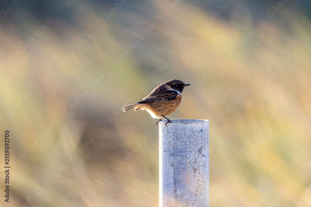 Fototapeta premium European stonechat on a metal post