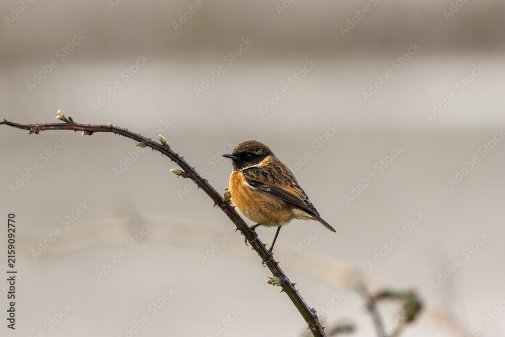Fototapeta premium European stonechat on a thorny stem