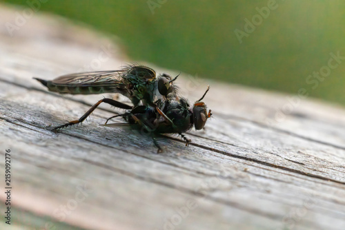 Canvastavla Macro close-up of a predatory robber fly with its insect prey in wildlife habitat