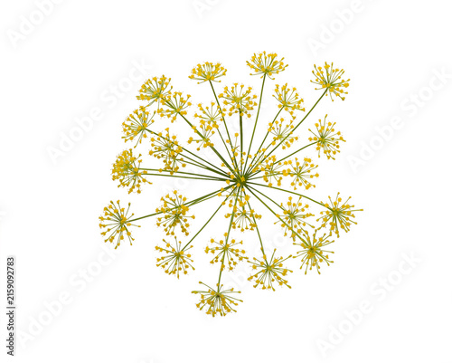 Fotografie Dill on white, close-up. Dill flower, infloresce.