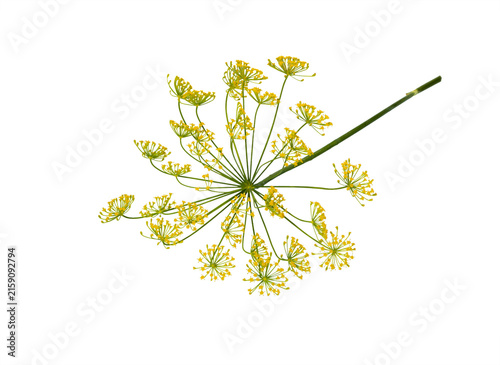 Dill on white, close-up. Dill flower, infloresce.