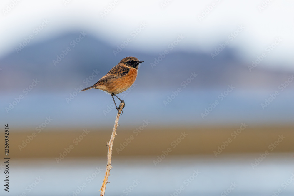 Fototapeta premium European stonechat perched on a dry stem