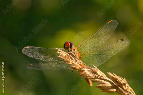 Konstfotografi Red darter dragonfly sitting on a dry blade of grass macro shot.