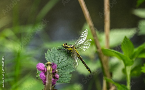 Insect