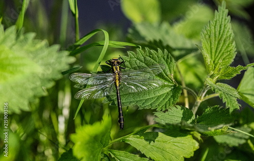 Insect