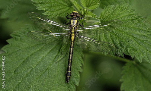 Insect