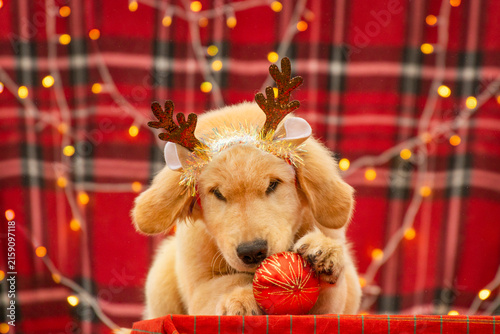 Playful Golden Retriever puppy wearing festive antlers playing with a red Christmas bauble ball on red plaid background with garland.