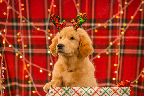 Adorable Golden Retriever puppy wearing sparkly red and green sequin antlers sitting inside a wrapped Christmas gift box.