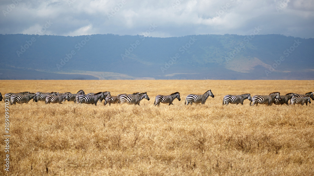 Naklejka premium Herd of plains zebras walking in a line across golden savanna with Ngorongoro Crater wall background, Tanzania