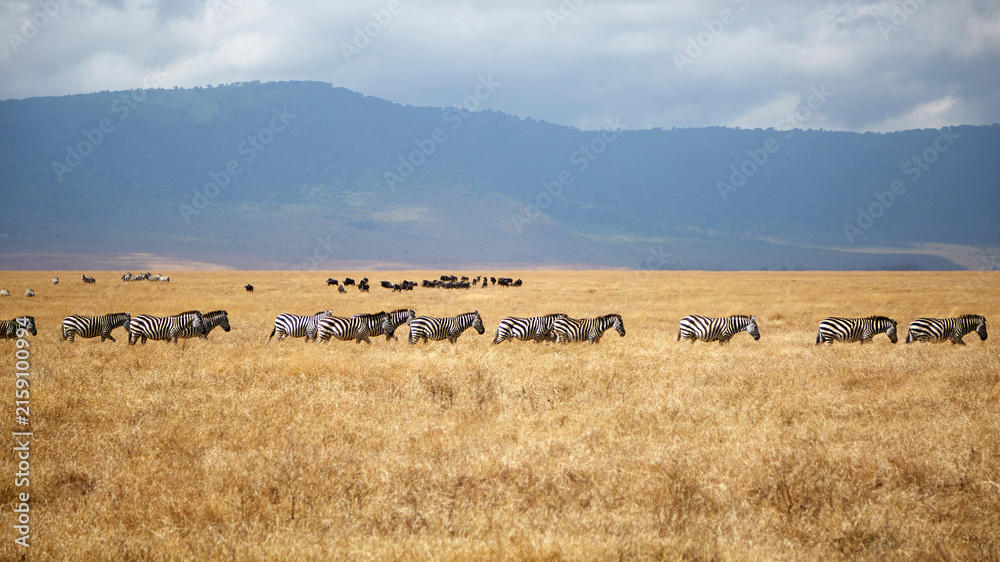 Naklejka premium Line of plains zebras walking across golden dry grass with Ngorongoro Crater wall background, Tanzania