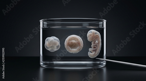Synthetic Embryo Development Sequence for Classroom Science Exhibits