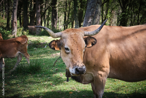 фотографія Senderismo por Asturias, en el monte Sueve