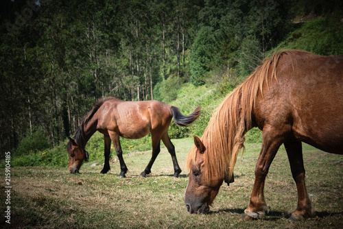 Caballos en el Monte Sueve en Asturias. Mirador del Fito. Arriondas
