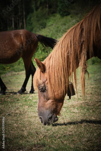 Caballos en el Monte Sueve en Asturias. Mirador del Fito. Arriondas