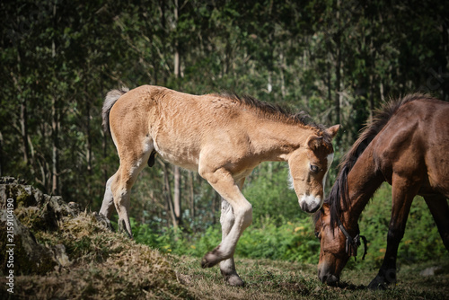 Caballos en el Monte Sueve en Asturias. Mirador del Fito. Arriondas