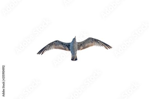 Canvastavla A seagull flying head-on with its wings spread to the sides, isolated on a transparent background