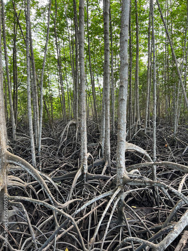 View of Mangrove Forest at Daytime