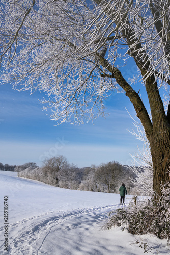 winter landscape with tree, path, field, maybe a hiker in the distance under blue sky