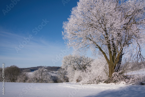 winter landscape with tree, path, field, maybe a hiker in the distance under blue sky