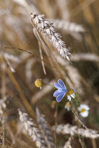 Male common blue butterfly Polyommatus icarus with open bright blue wings among ripe cereal plants. Concept of biodiversity, delicate wildlife and agricultural ecology.
