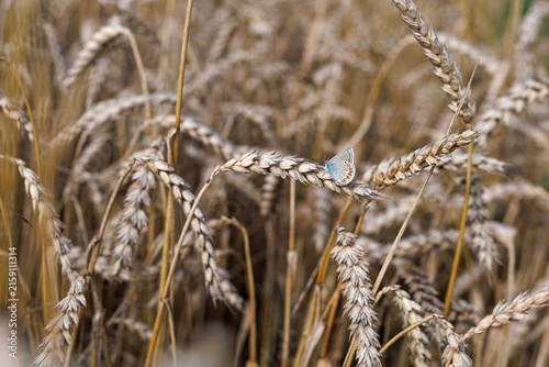 Common blue butterfly Polyommatus icarus resting on a ripe cereal ear in a golden summer field. Concept of farmland biodiversity, insect habitat and coexistence with agriculture.