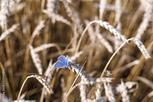 Male common blue butterfly Polyommatus icarus spreading its vivid blue wings among golden cereal ears. Concept of color contrast, fragile wildlife and summer biodiversity.