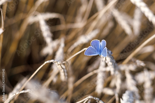 Vivid blue common blue butterfly Polyommatus icarus contrasting with warm golden cereal plants. Concept of color harmony, natural beauty and visual contrast.