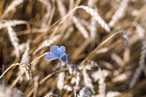 Small common blue butterfly Polyommatus icarus surrounded by mature cereal plants. Concept of fragile wildlife, habitat conservation and environmental awareness.